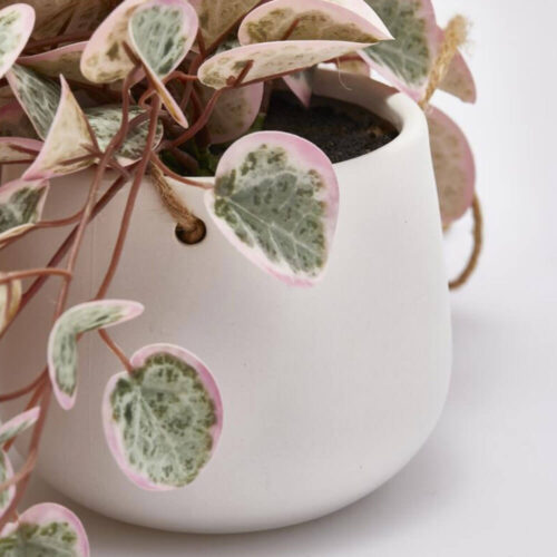 Alternative view of EDG Ceropegia Cadente con Vaso Ø11 H44 cm