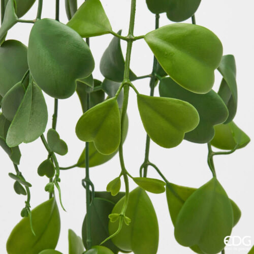 Alternative view of EDG Hoya Cadente da Appendere H 127 cm