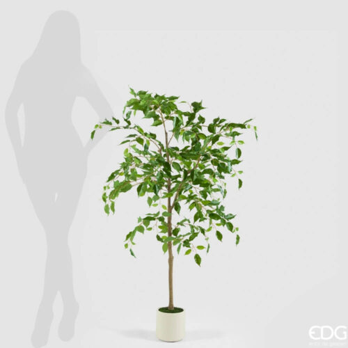 EDG Ficus Beniamino con maceta H 140 cm - Imagen 6