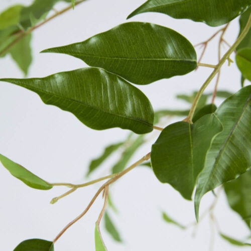 EDG Ficus Beniamino con maceta H 140 cm - Imagen 5