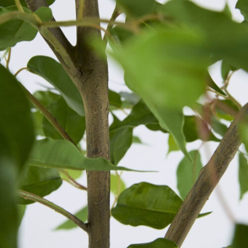 EDG Ficus Beniamino con maceta H 140 cm - Imagen 4