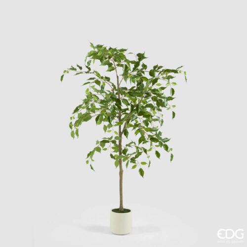 Alternative view of EDG Ficus Beniamino avec pot H 140 cm