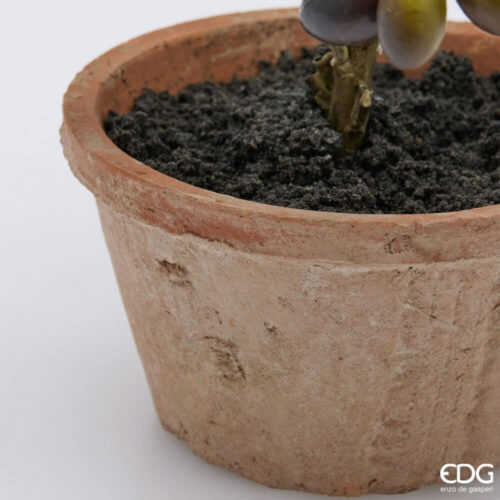 Alternative view of EDG Olivo Decorativo con Vaso Terracotta H 40 cm