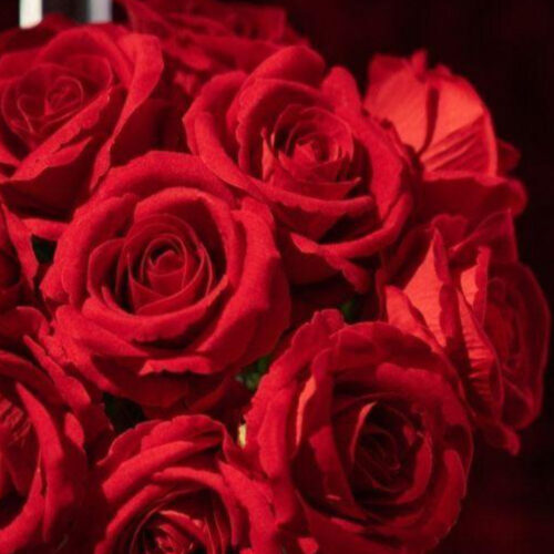 EDG Rosa Velvet Ramo Rosso H 50 - Fiore artificiale Collezione EDG 2026 - immagine 3