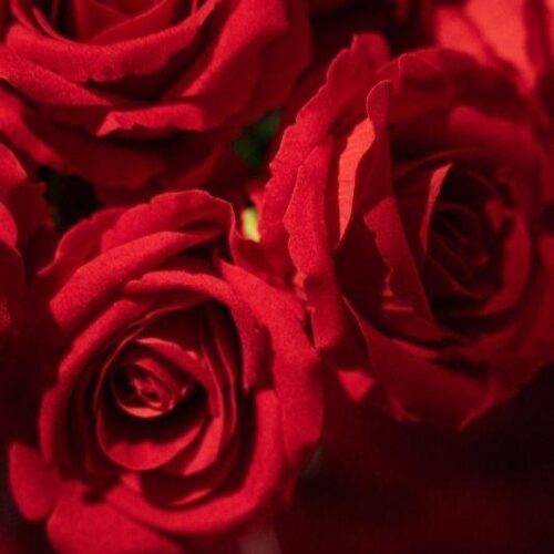 EDG Rosa Velvet Ramo Rosso H 50 - Fiore artificiale Collezione EDG 2026 - immagine 4