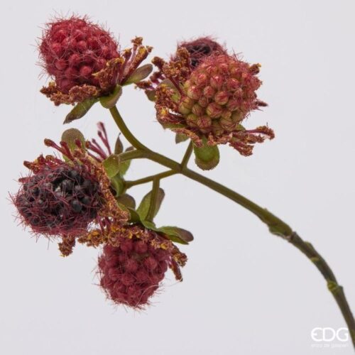 Alternative view of EDG Branche de Mûres Rex Rouge Mix H 79