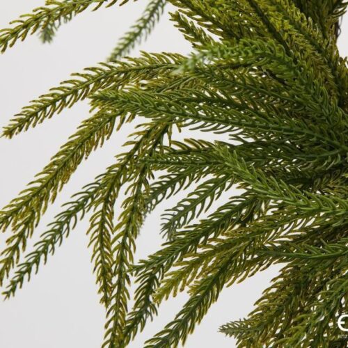 Alternative view of EDG Corona Cryptomeria Verde D 35